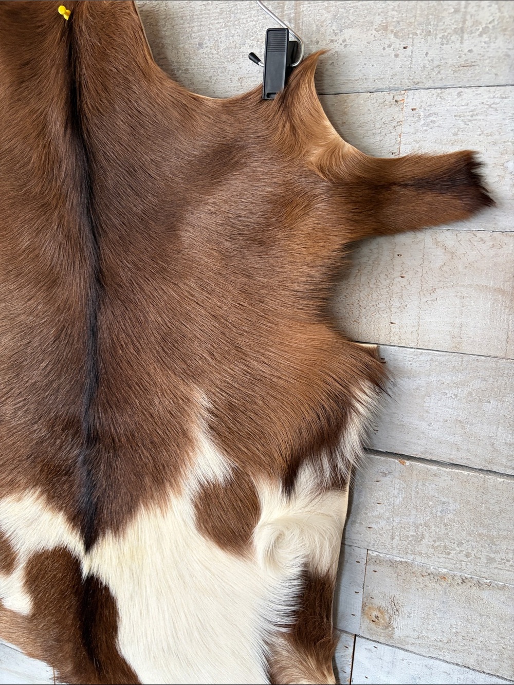 Genuine Goatskin Fur Pelt 33” x 22” Natural Brown & Cream Rustic Hide - Picture 5 of 7
